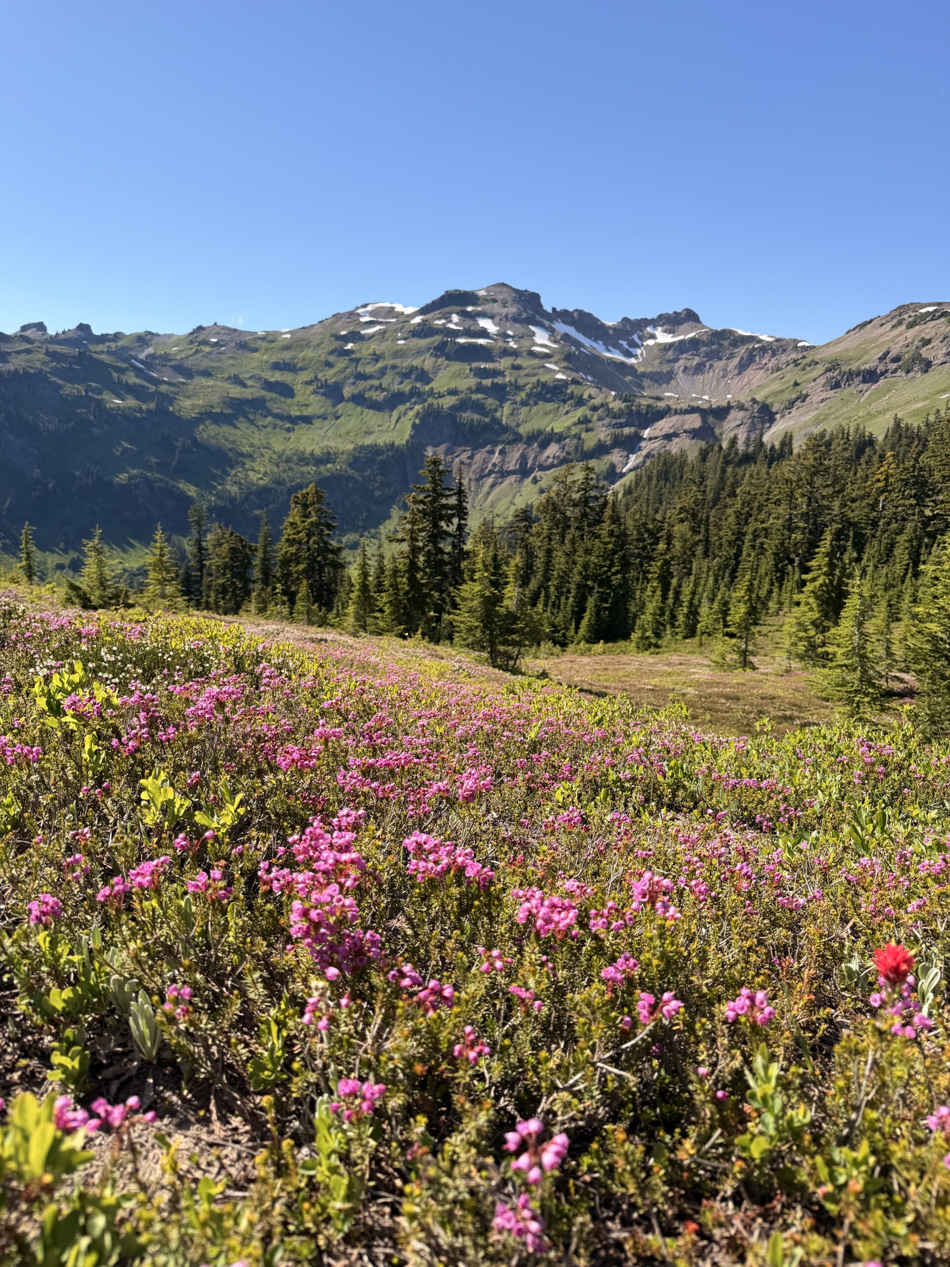 Summer alpine meadows near Packwood